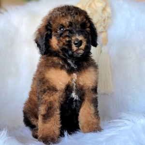 Poodle Puppy Amoureux