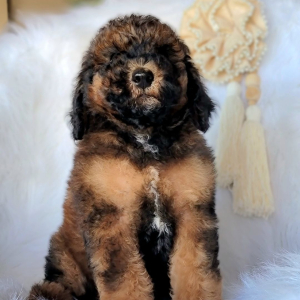 Poodle Puppy Amoureux