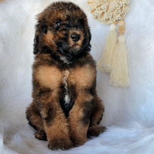 Poodle Puppy Amoureux