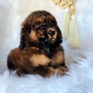 Poodle Puppy Amoureux