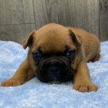 French Bulldog Puppy Zando