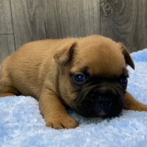 French Bulldog Puppy Zando
