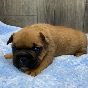 French Bulldog Puppy Zando