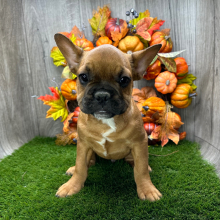 French Bulldog Puppy Zando