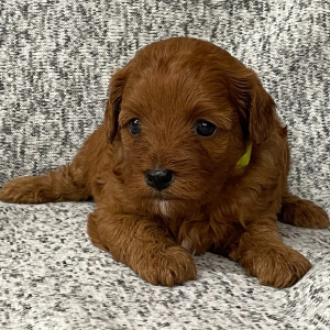 Cavapoo Puppy Pumpkin