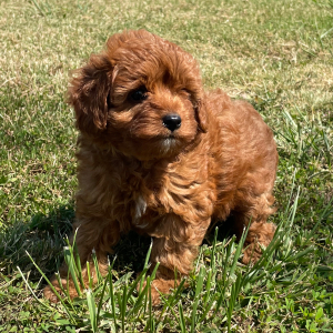 Cavapoo Puppy Pumpkin