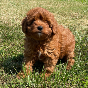 Cavapoo Puppy Pumpkin