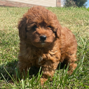 Cavapoo Puppy Pumpkin