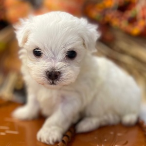 Maltese Puppy Snuggles