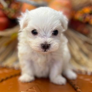 Maltese Puppy Snuggles