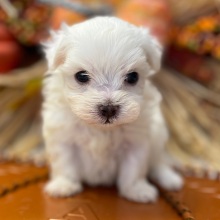 Maltese Puppy Snuggles