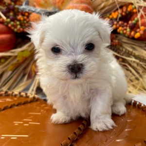 Maltese Puppy Snuggles