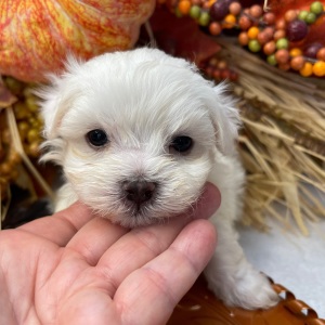 Maltese Puppy Snuggles