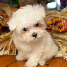 Maltese Puppy Snuggles