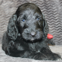 Goldendoodle Puppy Jake