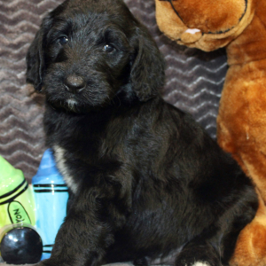 Goldendoodle Puppy Jake