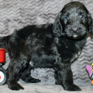 Goldendoodle Puppy Jake