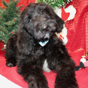 Goldendoodle Puppy Jake
