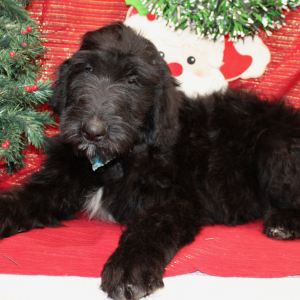 Goldendoodle Puppy Jake