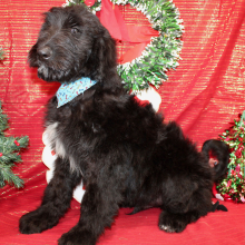 Goldendoodle Puppy Jake