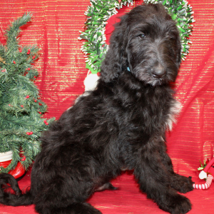 Goldendoodle Puppy Jake