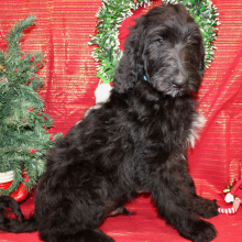 Goldendoodle Puppy Jake