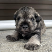 Miniature Schnauzer Puppy Einstein