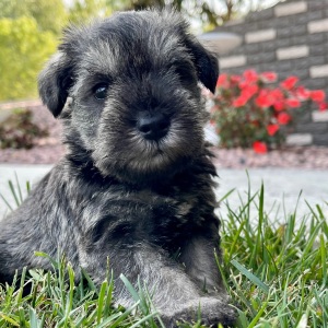 Miniature Schnauzer Puppy Einstein