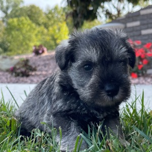 Miniature Schnauzer Puppy Einstein