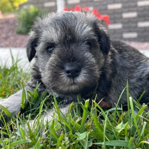 Miniature Schnauzer Puppy Einstein