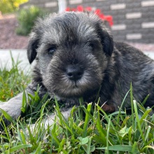 Miniature Schnauzer Puppy Einstein
