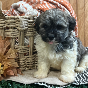 Havanese Puppy Larry