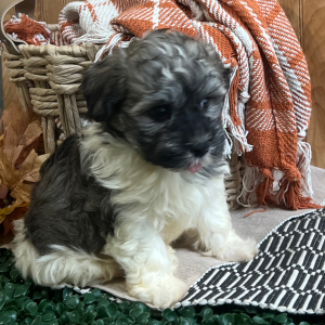 Havanese Puppy Larry