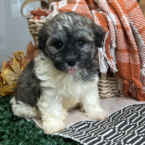 Havanese Puppy Larry