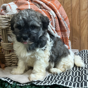 Havanese Puppy Larry