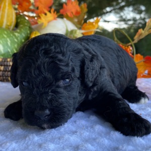 Goldendoodle Puppy Verel