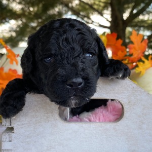 Goldendoodle Puppy Verel