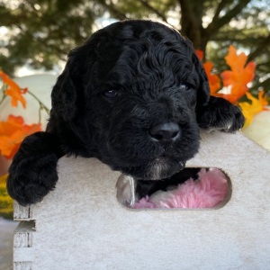 Goldendoodle Puppy Verel