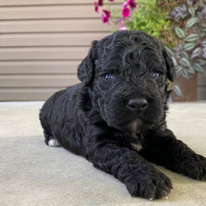 Goldendoodle Puppy Verel