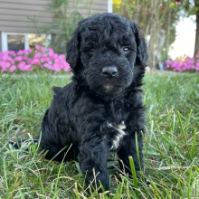 Goldendoodle Puppy Verel