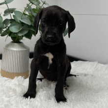 Great Dane Puppy Xana