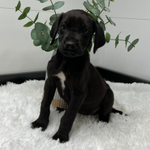 Great Dane Puppy Xana