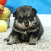 Pomsky Puppy Jackson