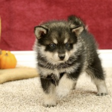 Pomsky Puppy Jackson