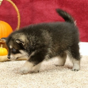 Pomsky Puppy Jackson