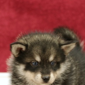 Pomsky Puppy Jackson