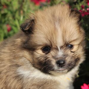 Pomeranian Puppy Polly