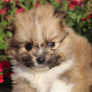 Pomeranian Puppy Polly
