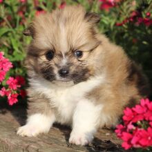 Pomeranian Puppy Polly