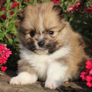 Pomeranian Puppy Polly